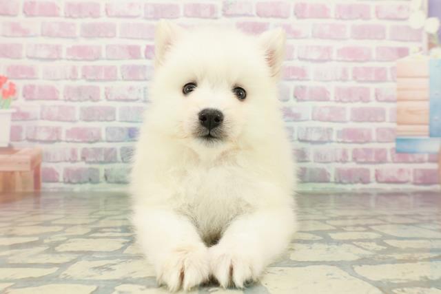 東京都の日本スピッツ (Coo&RIKU板橋店/2026年2月25日生まれ/女の子/ホワイト)の子犬の1枚目の画像