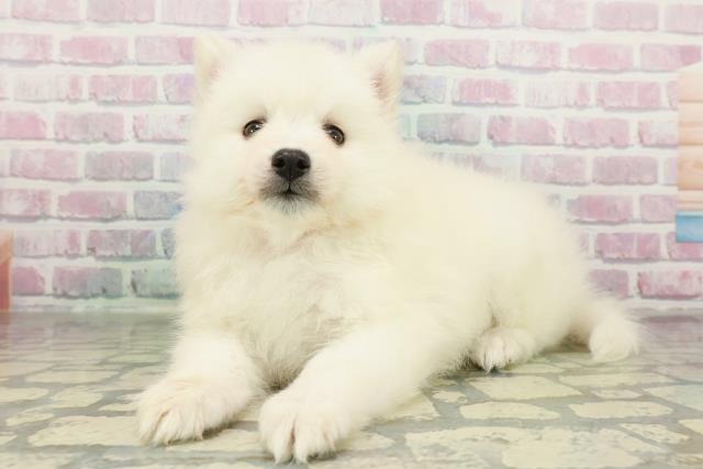 東京都の日本スピッツ (Coo&RIKU板橋店/2026年2月25日生まれ/女の子/ホワイト)の子犬の2枚目の画像