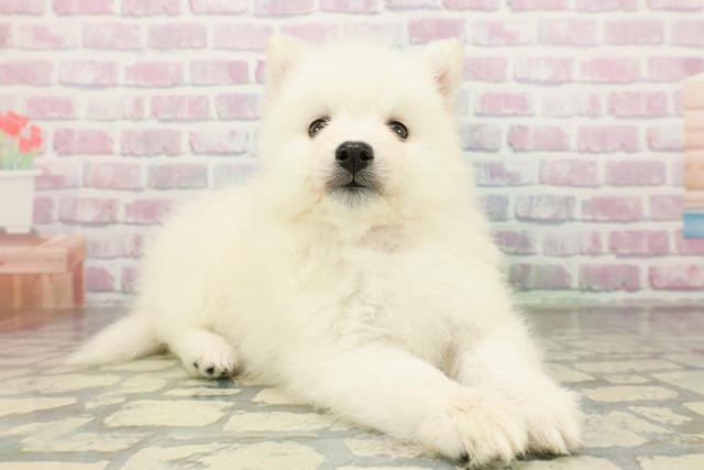 東京都の日本スピッツ (Coo&RIKU板橋店/2026年2月25日生まれ/女の子/ホワイト)の子犬の3枚目の画像