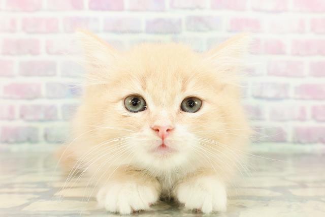 埼玉県のノルウェージャンフォレストキャット (Coo&RIKU桶川店/2026年2月12日生まれ/男の子/クリームタビーホワイト)の子猫の1枚目の画像
