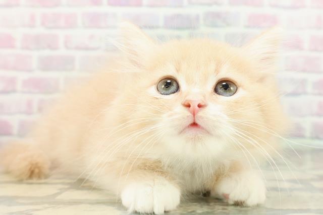 埼玉県のノルウェージャンフォレストキャット (Coo&RIKU桶川店/2026年2月12日生まれ/男の子/クリームタビーホワイト)の子猫の3枚目の画像