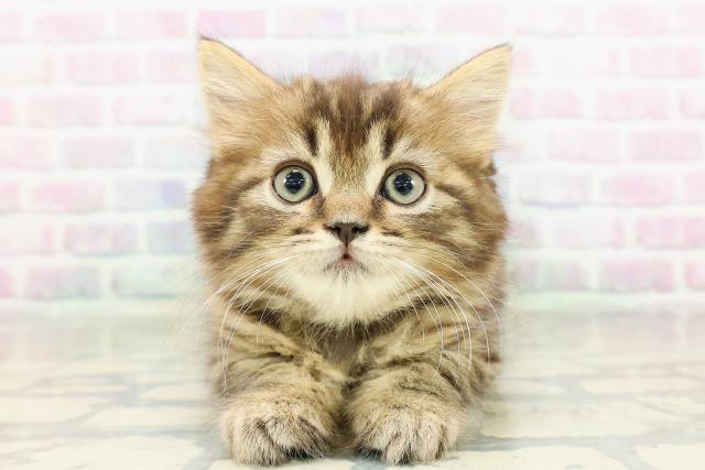 東京都のラガマフィン (Coo&RIKU高円寺店/2026年2月25日生まれ/男の子/ブラウンタビー)の子猫の1枚目の画像