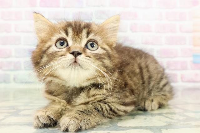 東京都のラガマフィン (Coo&RIKU高円寺店/2026年2月25日生まれ/男の子/ブラウンタビー)の子猫の2枚目の画像