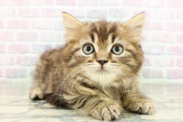 東京都のラガマフィン (Coo&RIKU高円寺店/2026年2月25日生まれ/男の子/ブラウンタビー)の子猫の3枚目の画像