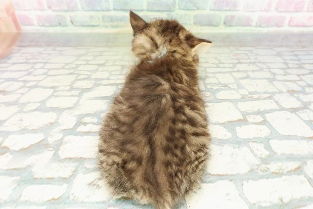 東京都のラガマフィン (Coo&RIKU高円寺店/2026年2月25日生まれ/男の子/ブラウンタビー)の子猫の4枚目の画像