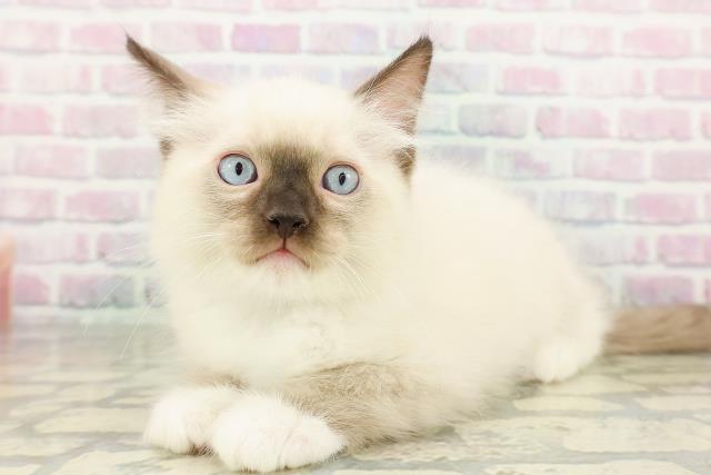 東京都のラグドール (Coo&RIKU大久保店/2026年2月23日生まれ/男の子/シールポイントミテッド)の子猫の2枚目の画像