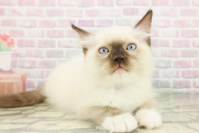 東京都のラグドール (Coo&RIKU大久保店/2026年2月23日生まれ/男の子/シールポイントミテッド)の子猫の3枚目の画像