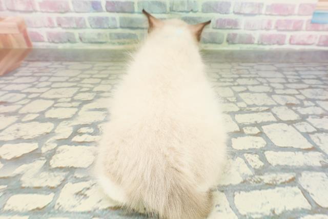 東京都のラグドール (Coo&RIKU大久保店/2026年2月23日生まれ/男の子/シールポイントミテッド)の子猫の4枚目の画像