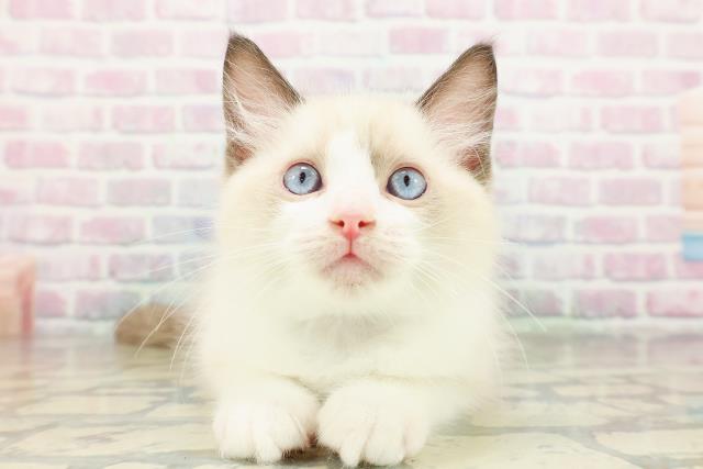東京都のラグドール (Coo&RIKU武蔵小山店/2026年2月23日生まれ/男の子/シールポイントバイカラー)の子猫の1枚目の画像