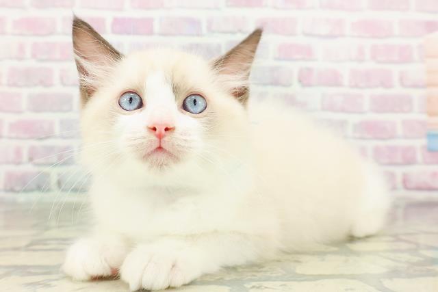 東京都のラグドール (Coo&RIKU武蔵小山店/2026年2月23日生まれ/男の子/シールポイントバイカラー)の子猫の2枚目の画像