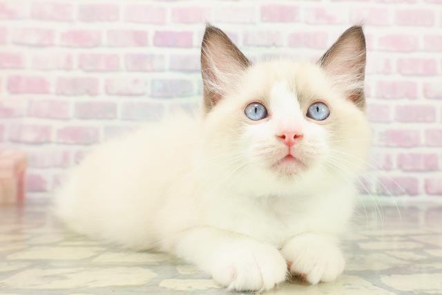 東京都のラグドール (Coo&RIKU武蔵小山店/2026年2月23日生まれ/男の子/シールポイントバイカラー)の子猫の3枚目の画像