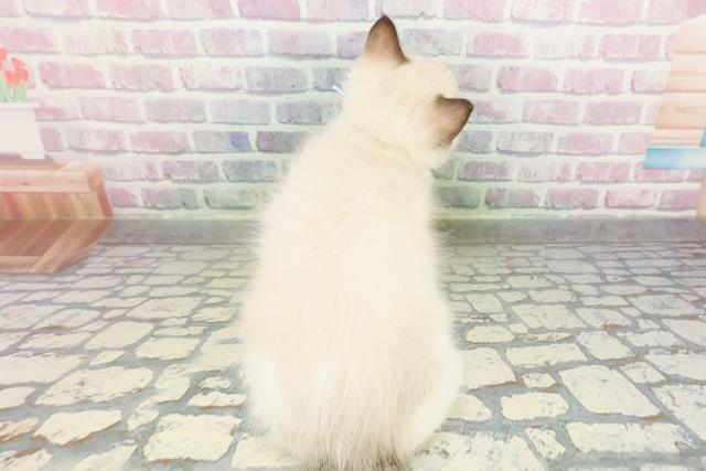 東京都のラグドール (Coo&RIKU武蔵小山店/2026年2月23日生まれ/男の子/シールポイントバイカラー)の子猫の4枚目の画像