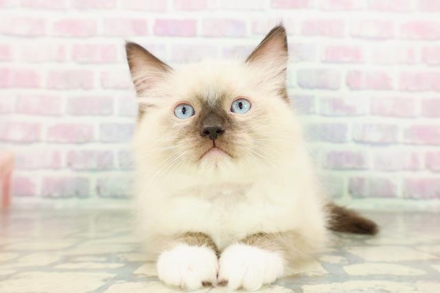 東京都のラグドール (Coo&RIKU赤坂店/2026年2月23日生まれ/女の子/シールポイントミテッド)の子猫の1枚目の画像