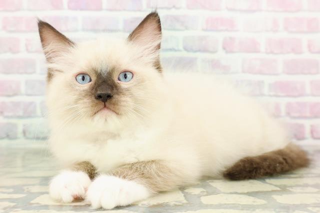 東京都のラグドール (Coo&RIKU赤坂店/2026年2月23日生まれ/女の子/シールポイントミテッド)の子猫の2枚目の画像