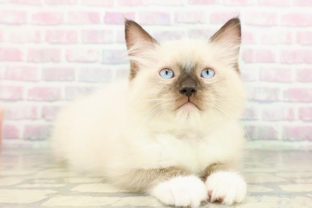 東京都のラグドール (Coo&RIKU赤坂店/2026年2月23日生まれ/女の子/シールポイントミテッド)の子猫の3枚目の画像