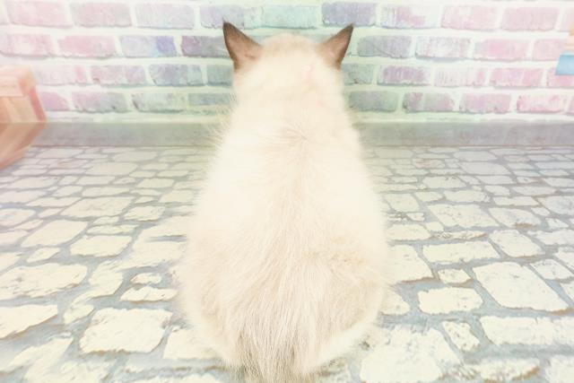 東京都のラグドール (Coo&RIKU赤坂店/2026年2月23日生まれ/女の子/シールポイントミテッド)の子猫の4枚目の画像