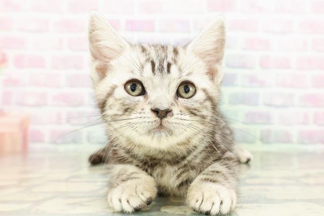 埼玉県のアメリカンショートヘアー (Coo&RIKU春日部店/2026年2月13日生まれ/男の子/シルバークラシックタビー)の子猫の1枚目の画像