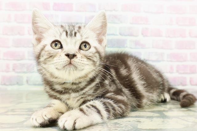 埼玉県のアメリカンショートヘアー (Coo&RIKU春日部店/2026年2月13日生まれ/男の子/シルバークラシックタビー)の子猫の2枚目の画像