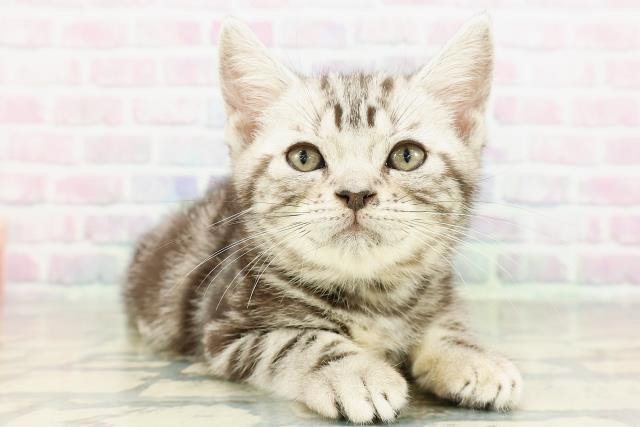 埼玉県のアメリカンショートヘアー (Coo&RIKU春日部店/2026年2月13日生まれ/男の子/シルバークラシックタビー)の子猫の3枚目の画像