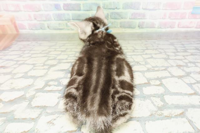 埼玉県のアメリカンショートヘアー (Coo&RIKU春日部店/2026年2月13日生まれ/男の子/シルバークラシックタビー)の子猫の4枚目の画像