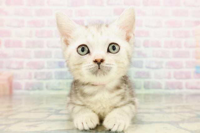 東京都のアメリカンショートヘアー (Coo&RIKU武蔵小山店/2026年2月13日生まれ/女の子/シルバーパッチドタビー)の子猫の1枚目の画像