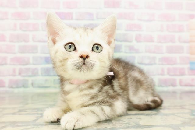 東京都のアメリカンショートヘアー (Coo&RIKU武蔵小山店/2026年2月13日生まれ/女の子/シルバーパッチドタビー)の子猫の2枚目の画像