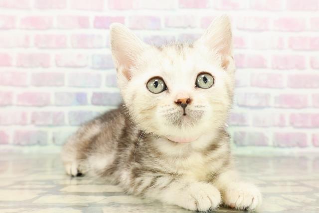 東京都のアメリカンショートヘアー (Coo&RIKU武蔵小山店/2026年2月13日生まれ/女の子/シルバーパッチドタビー)の子猫の3枚目の画像