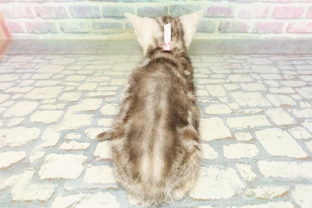 東京都のアメリカンショートヘアー (Coo&RIKU武蔵小山店/2026年2月13日生まれ/女の子/シルバーパッチドタビー)の子猫の4枚目の画像