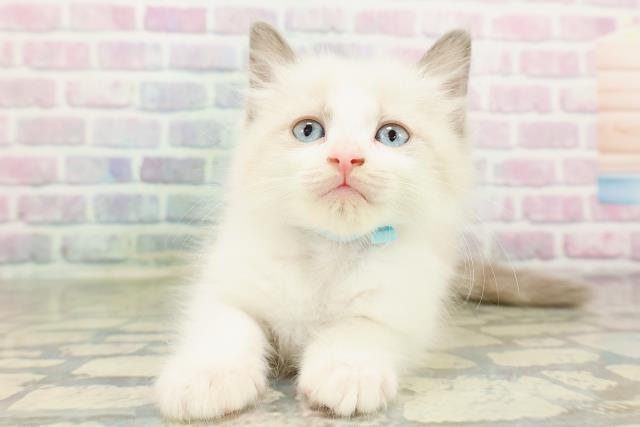 東京都のラグドール (Coo&RIKU秋葉原店/2026年2月22日生まれ/男の子/ブルーポイントバイカラー)の子猫の1枚目の画像