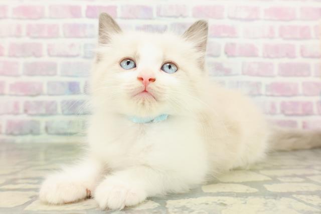 東京都のラグドール (Coo&RIKU秋葉原店/2026年2月22日生まれ/男の子/ブルーポイントバイカラー)の子猫の2枚目の画像