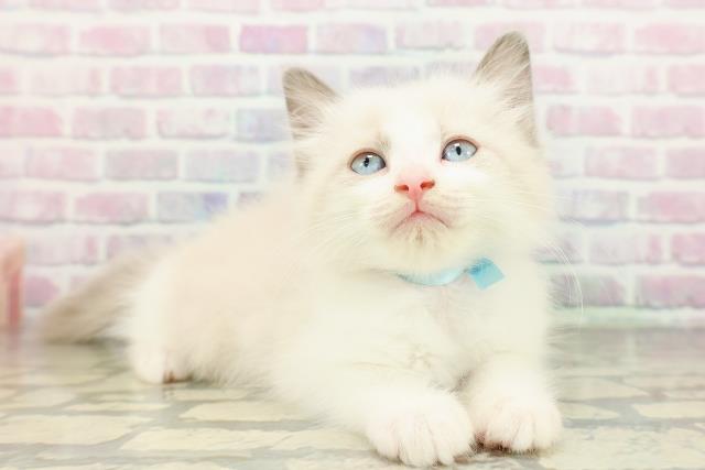 東京都のラグドール (Coo&RIKU秋葉原店/2026年2月22日生まれ/男の子/ブルーポイントバイカラー)の子猫の3枚目の画像