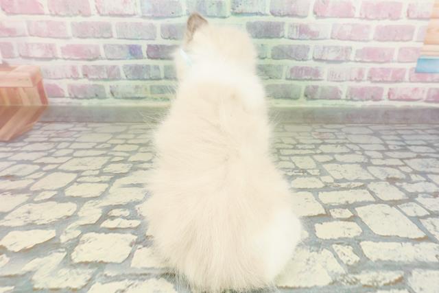 東京都のラグドール (Coo&RIKU秋葉原店/2026年2月22日生まれ/男の子/ブルーポイントバイカラー)の子猫の4枚目の画像