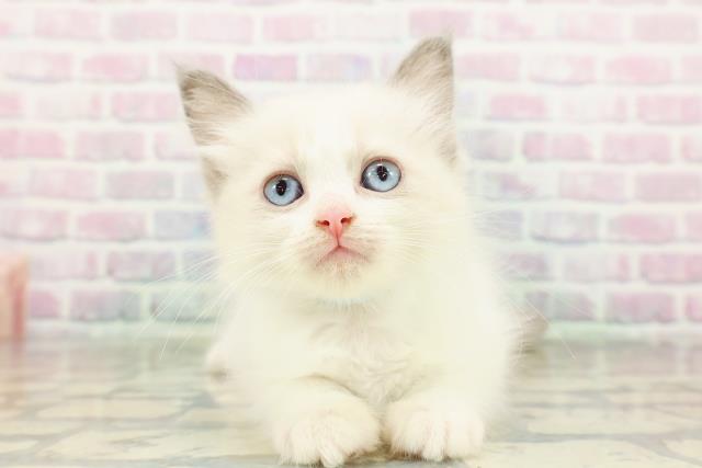 東京都のラグドール (Coo&RIKU下北沢店/2026年2月22日生まれ/男の子/ブルーポイントバイカラー)の子猫の1枚目の画像