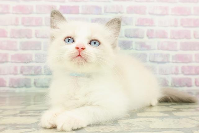 東京都のラグドール (Coo&RIKU下北沢店/2026年2月22日生まれ/男の子/ブルーポイントバイカラー)の子猫の2枚目の画像