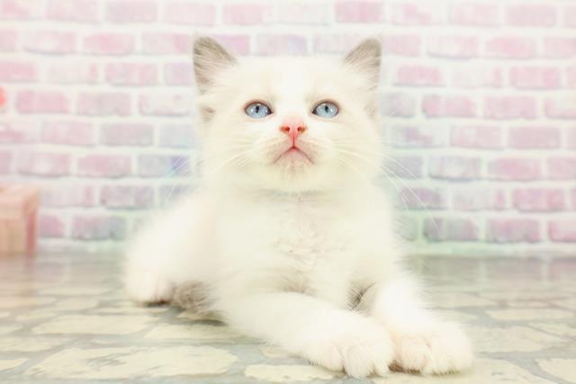 東京都のラグドール (Coo&RIKU下北沢店/2026年2月22日生まれ/男の子/ブルーポイントバイカラー)の子猫の3枚目の画像