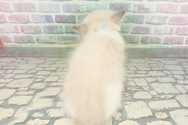 東京都のラグドール (Coo&RIKU下北沢店/2026年2月22日生まれ/男の子/ブルーポイントバイカラー)の子猫の4枚目の画像