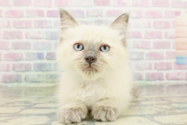 福島県のラグドール (Coo&RIKU福島店/2026年2月23日生まれ/男の子/シールポイント)の子猫の1枚目の画像