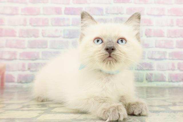 福島県のラグドール (Coo&RIKU福島店/2026年2月23日生まれ/男の子/シールポイント)の子猫の3枚目の画像