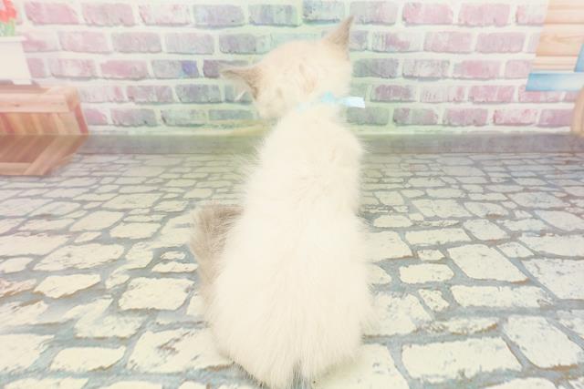 福島県のラグドール (Coo&RIKU福島店/2026年2月23日生まれ/男の子/シールポイント)の子猫の4枚目の画像