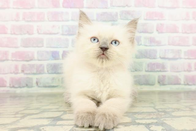 千葉県のラグドール (Coo&RIKU南柏店/2026年2月23日生まれ/女の子/ブルーポイントミテッド)の子猫の1枚目の画像