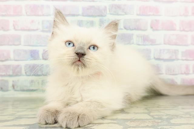 千葉県のラグドール (Coo&RIKU南柏店/2026年2月23日生まれ/女の子/ブルーポイントミテッド)の子猫の2枚目の画像