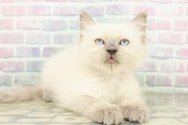 千葉県のラグドール (Coo&RIKU南柏店/2026年2月23日生まれ/女の子/ブルーポイントミテッド)の子猫の3枚目の画像