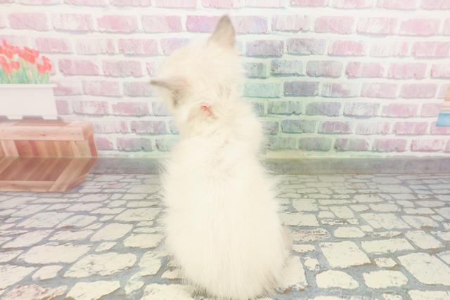 千葉県のラグドール (Coo&RIKU南柏店/2026年2月23日生まれ/女の子/ブルーポイントミテッド)の子猫の4枚目の画像