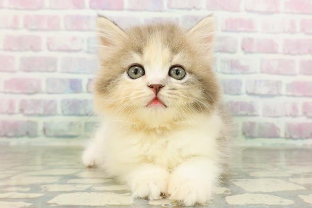 東京都のラガマフィン (Coo&RIKU大久保店/2026年2月25日生まれ/女の子/ダイリュートキャリコ)の子猫の1枚目の画像