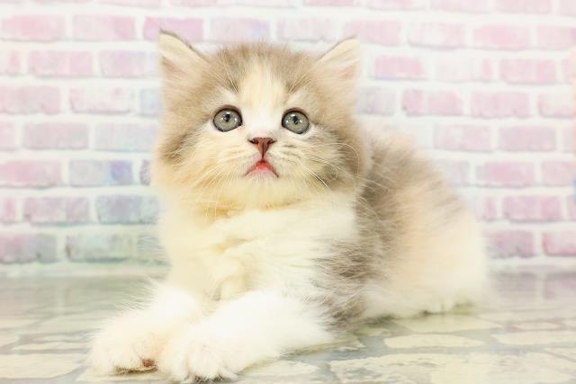 東京都のラガマフィン (Coo&RIKU大久保店/2026年2月25日生まれ/女の子/ダイリュートキャリコ)の子猫の2枚目の画像