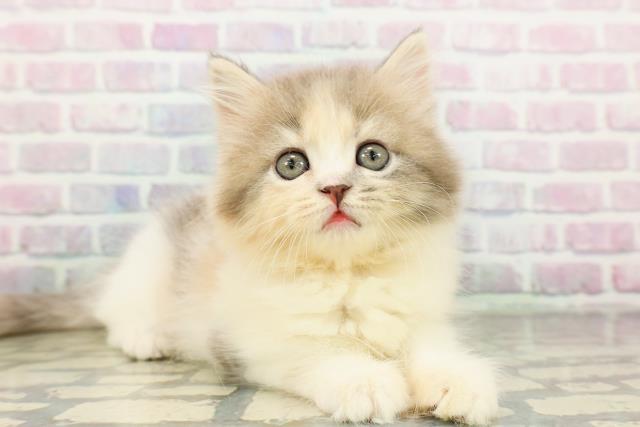 東京都のラガマフィン (Coo&RIKU大久保店/2026年2月25日生まれ/女の子/ダイリュートキャリコ)の子猫の3枚目の画像