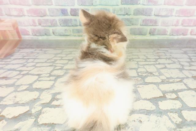東京都のラガマフィン (Coo&RIKU大久保店/2026年2月25日生まれ/女の子/ダイリュートキャリコ)の子猫の4枚目の画像