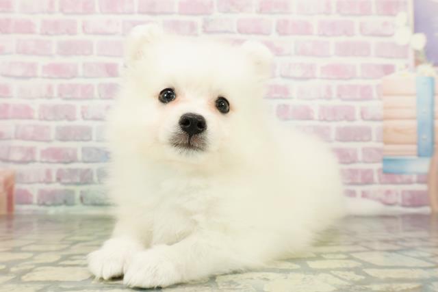 神奈川県の日本スピッツ (Coo&RIKU小田原店/2026年2月23日生まれ/男の子/ホワイト)の子犬の2枚目の画像