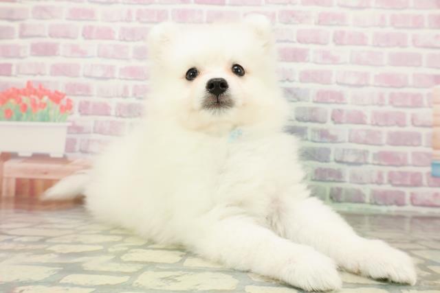 神奈川県の日本スピッツ (Coo&RIKU小田原店/2026年2月23日生まれ/男の子/ホワイト)の子犬の3枚目の画像