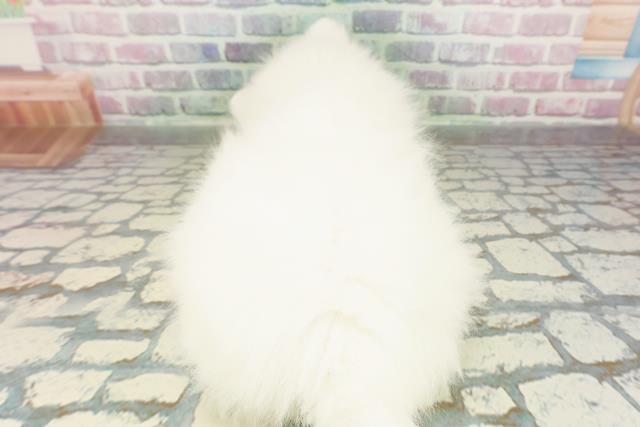 神奈川県の日本スピッツ (Coo&RIKU小田原店/2026年2月23日生まれ/男の子/ホワイト)の子犬の4枚目の画像